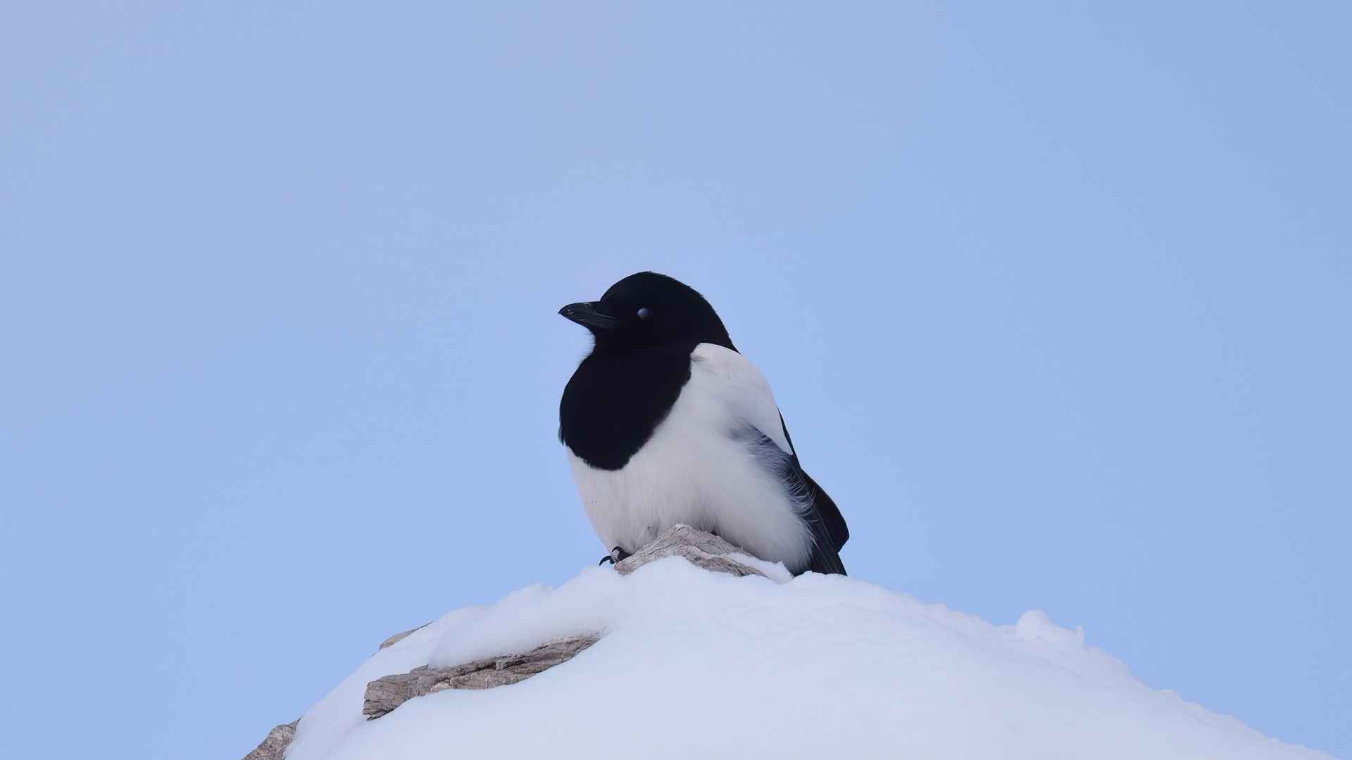Eurasian Magpie
